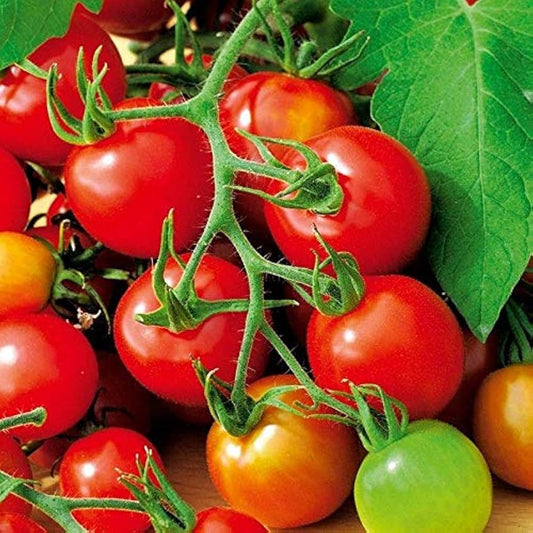 How To Grow Tomatoes