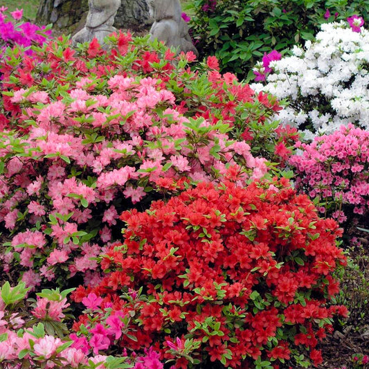 Azalea vs Rhododendron - What's the Difference?