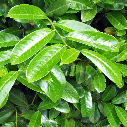 How To Plant Laurel Hedging