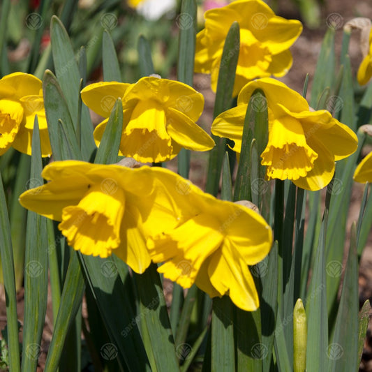 When Should You Plant Daffodils