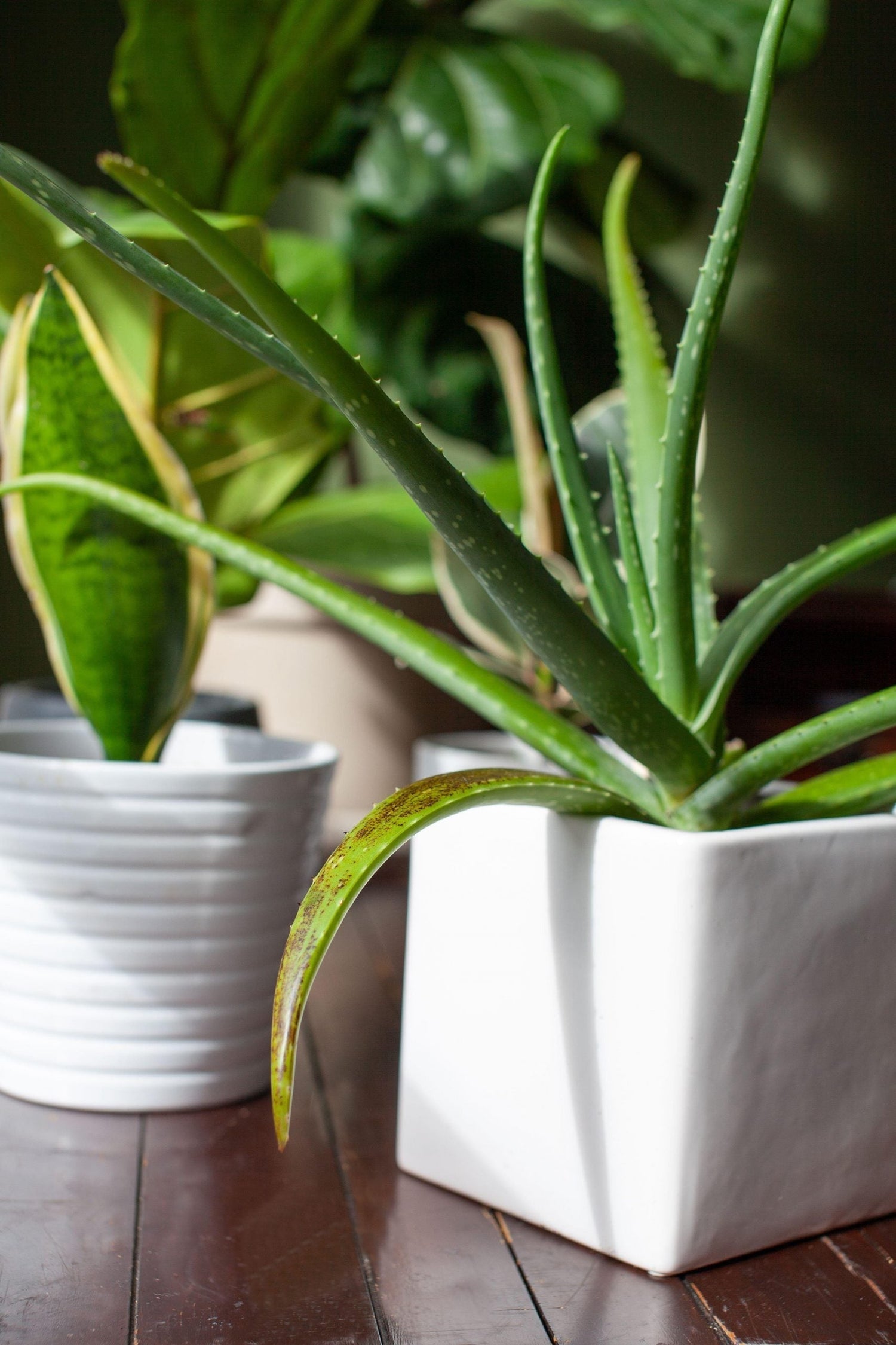 How To Care For Aloe Vera