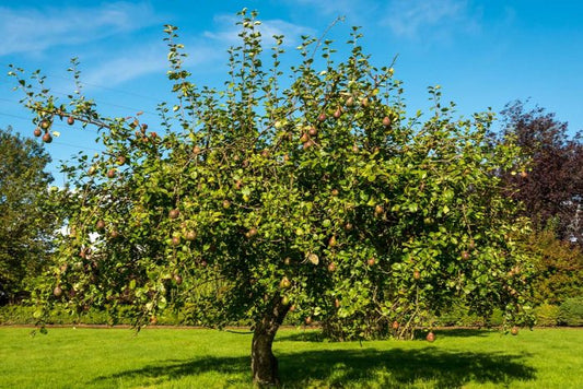 Where to plant trees in your garden