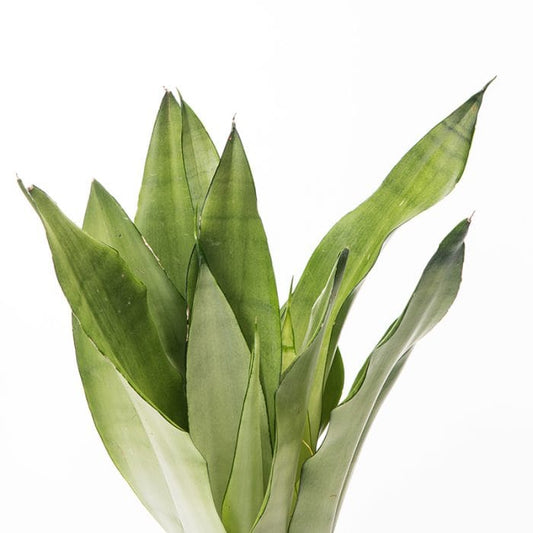 10 Reasons the Snake Plant is So Popular