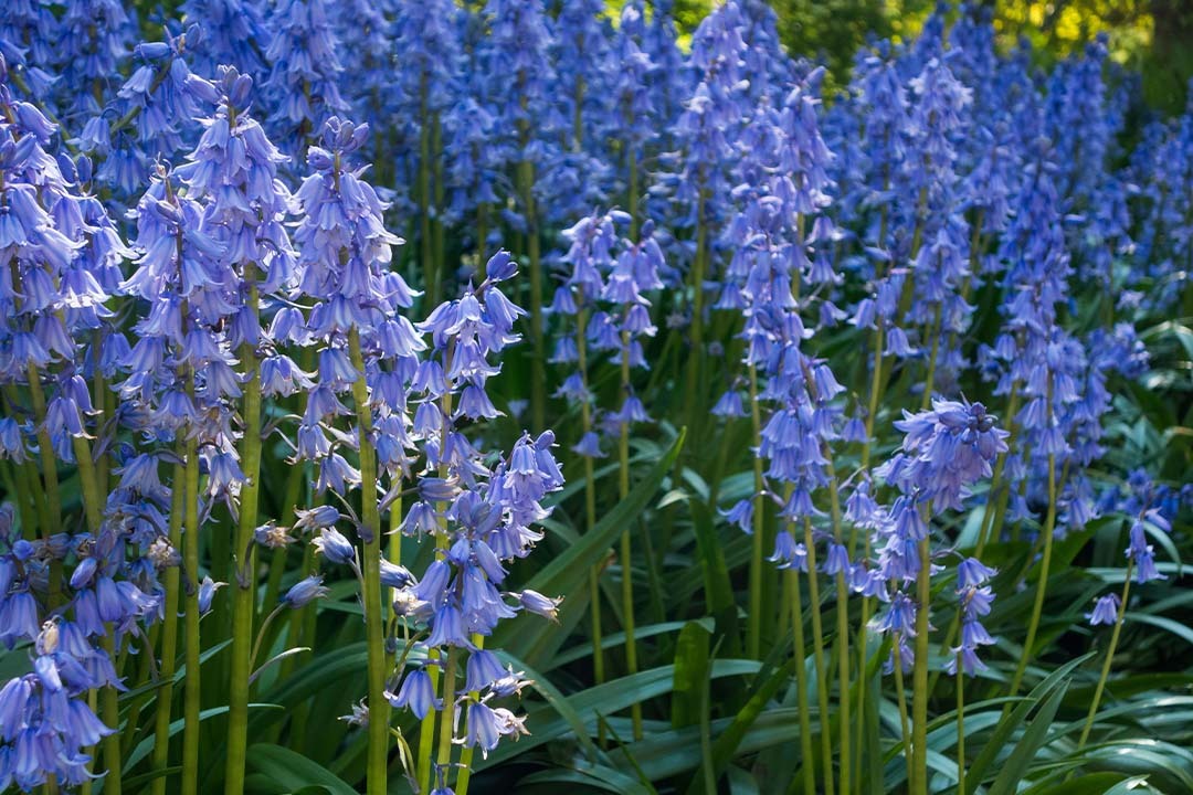 Planting Bluebells