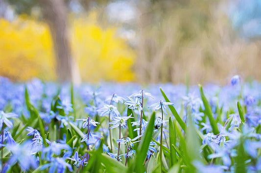 Spring Flowering Bulbs: When To Plant