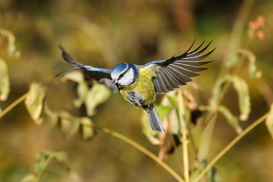 What is the most common garden bird in the UK?