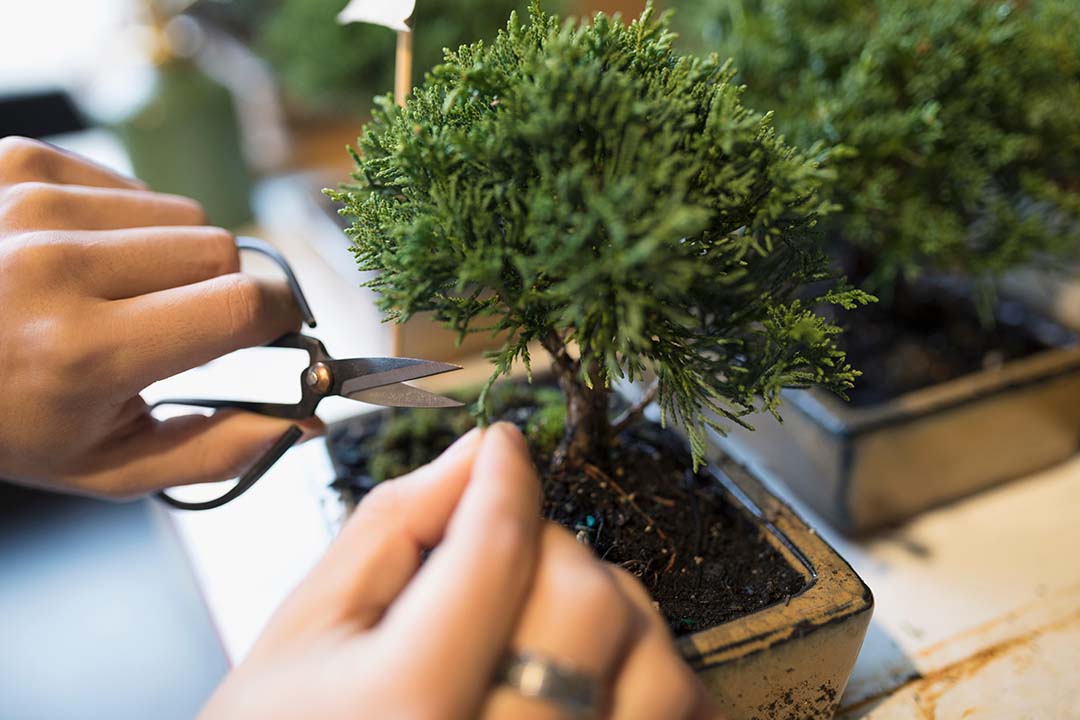 Bonsai tree care: a guide to looking after your bonsai