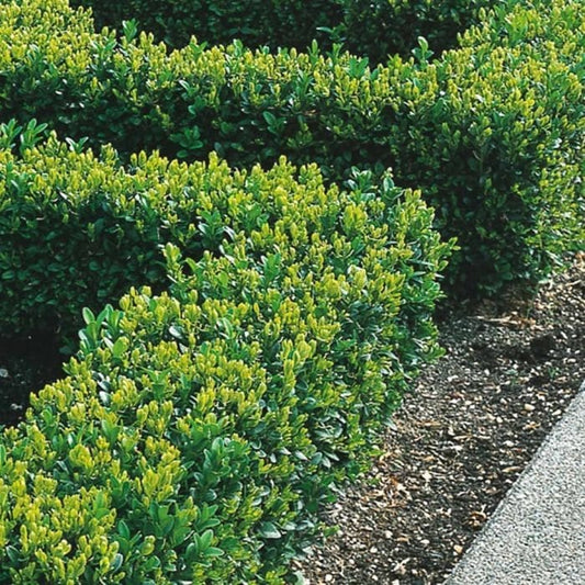 How to Plant a Hedge - A Hedge Planting Guide