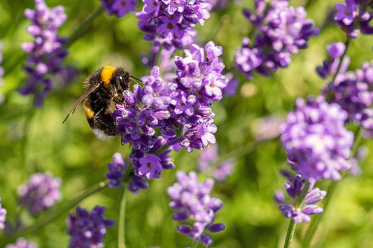 5 Ways To Prepare Your Garden For Winter