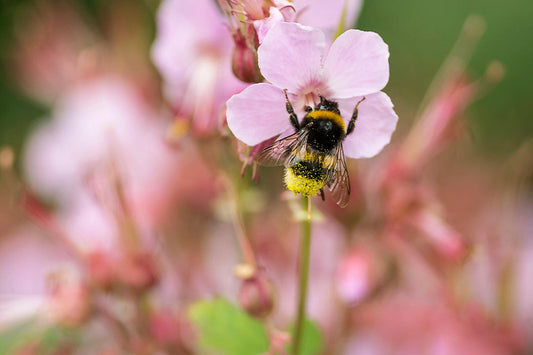 The best plants for attracting bees