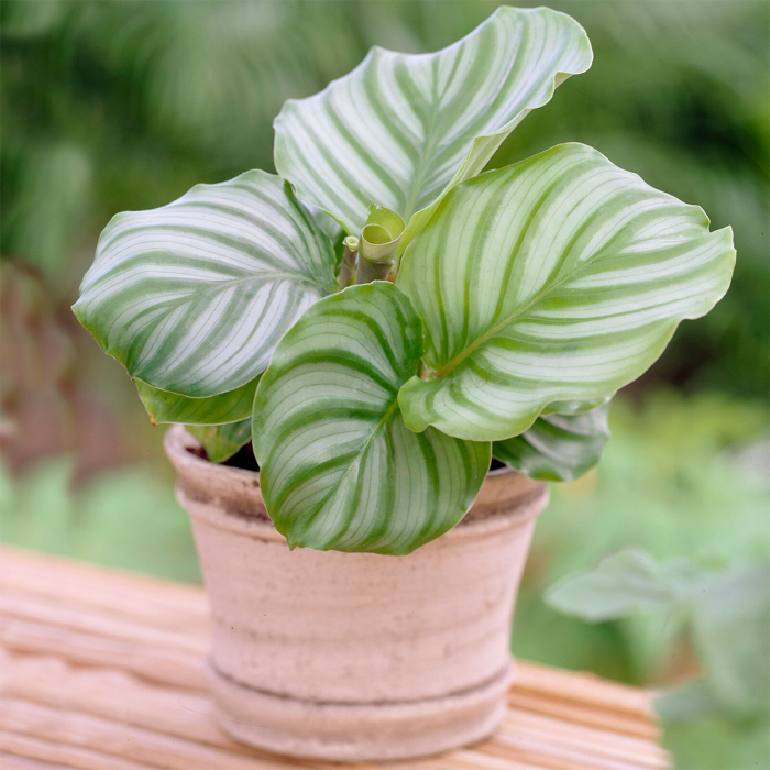 Pet Safe House Plants