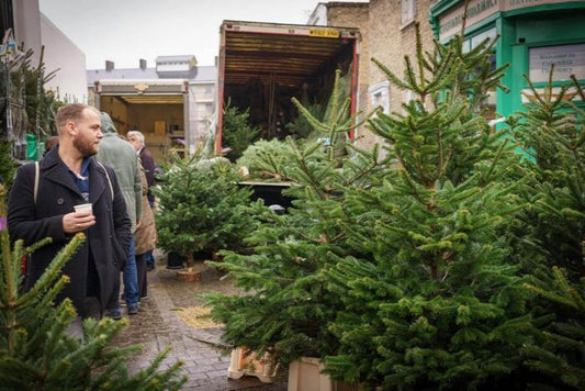 How to help your Christmas tree grow