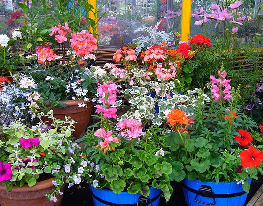 How To Grow Bedding Plants