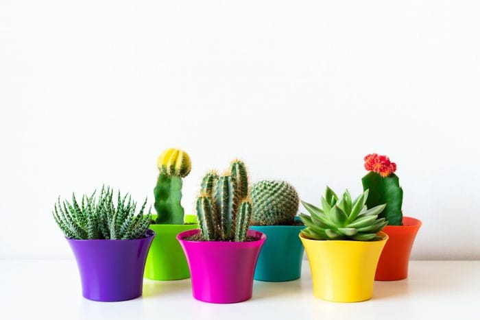 Cute and Prickly – Top 5 Indoor Cacti and Succulents