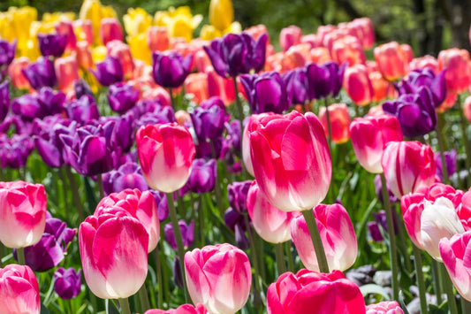 How To Plant Bulbs