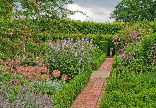 The Most Popular Types Of Hedging Plants In the UK