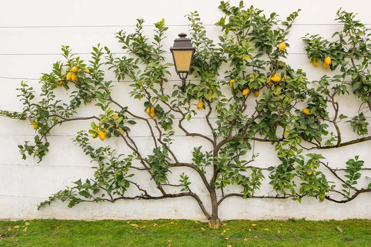 The Lemon Tree Care Guide For Your Garden