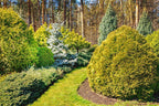 Conifers Growing Guide - How To Grow, Trim and Care For Conifers