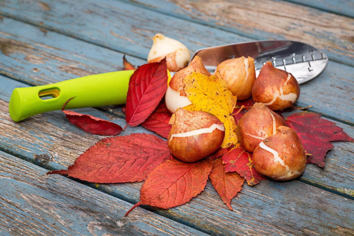 Planting Tulip Bulbs