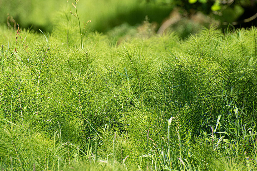 Controlling Horsetail Weed In The Garden