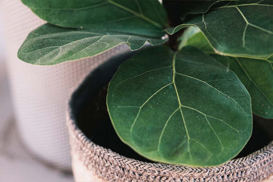 Top 5 Ficus indoor plants