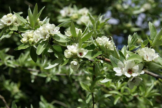 When Do Willow Trees Bloom in the UK? A Journey into Their Enchanting Beauty and Timing