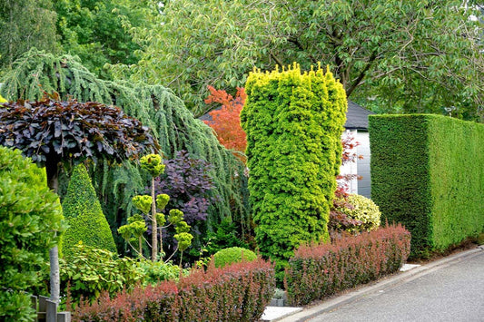 When to cut a Conifer Hedge