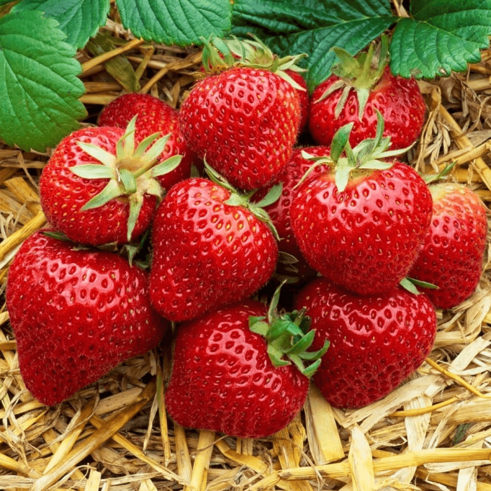 Why You Should Grow Strawberry Plants in Pots