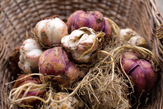 When to Plant Summer Bulbs