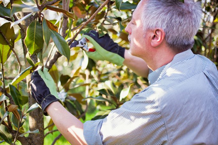 When to prune Willow Trees: Best practices and seasonal tips for healthy growth