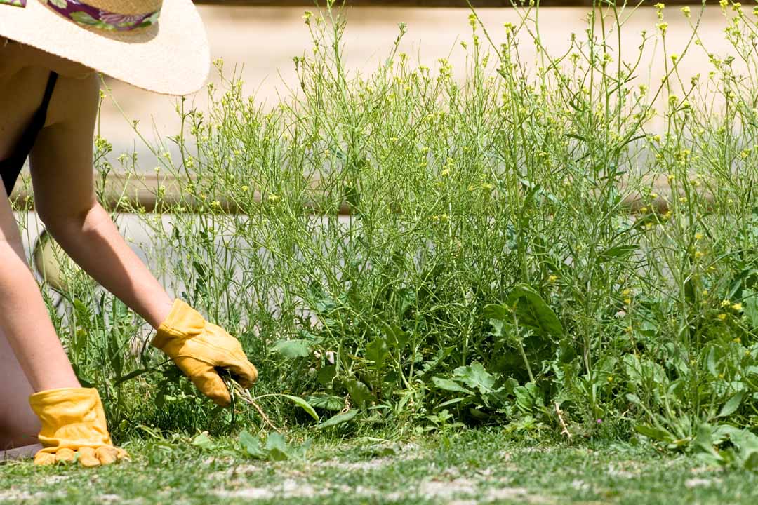 Bindweed Removal