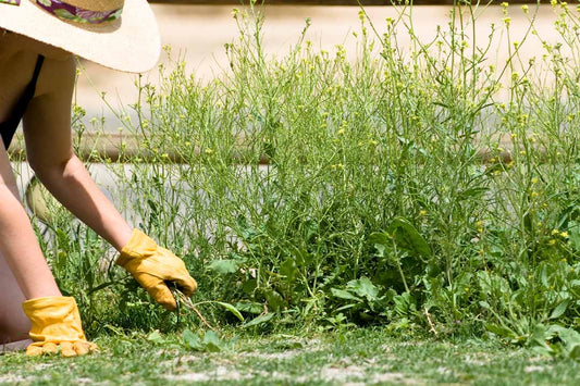 Bindweed Removal