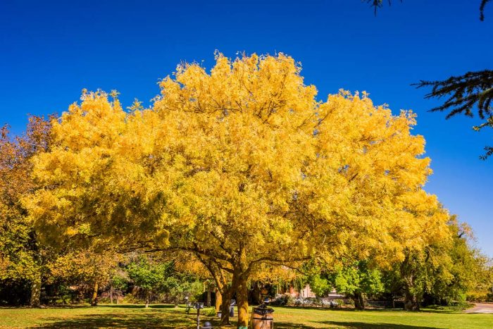 Why do evergreen trees stay green?