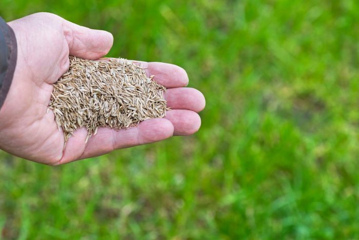 How to Sow Grass Seed