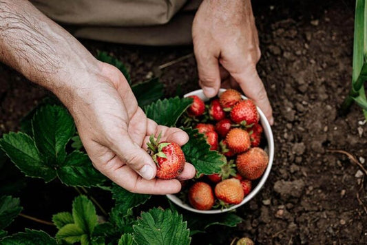 The best time to grow strawberries