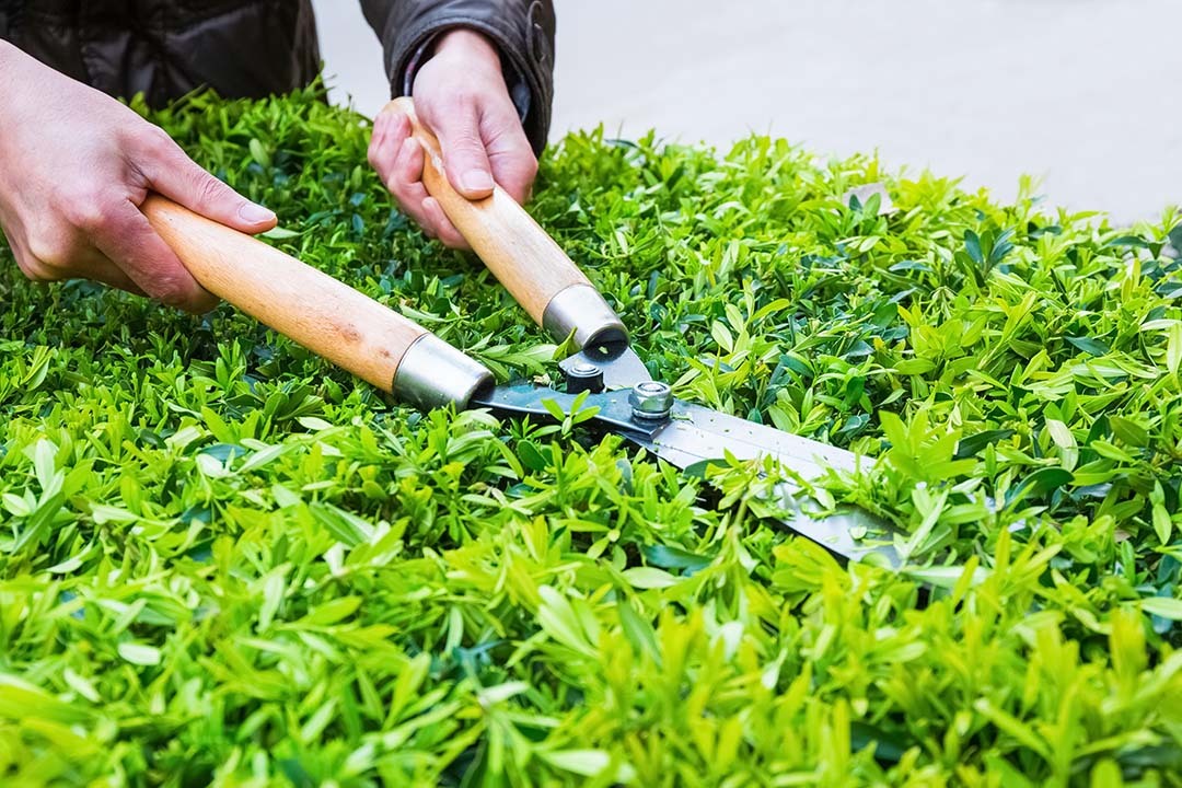 How To Trim A Hedge