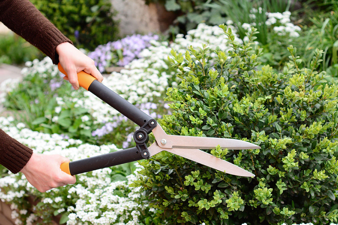 When To Cut Back Shrubs