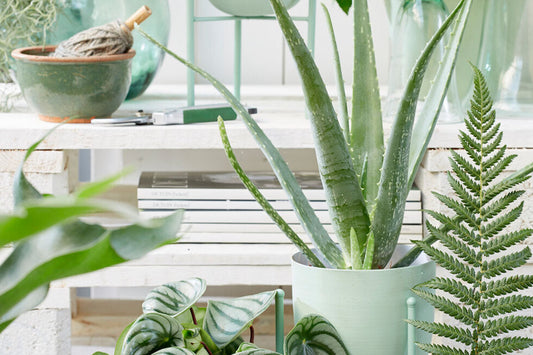 How to look after houseplants in winter