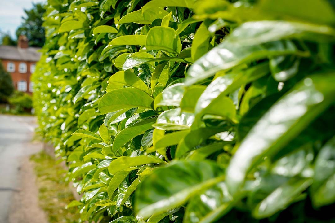 How To Grow Hedging Plants