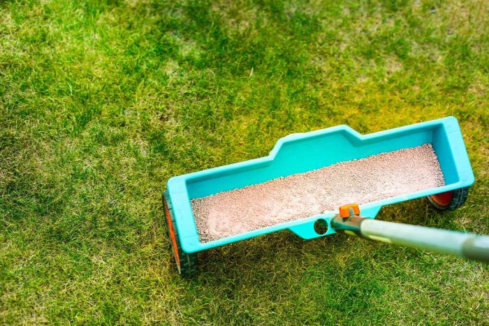 How to care for a lawn