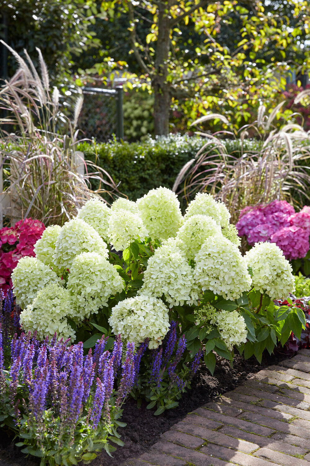 How To Plant Shrubs