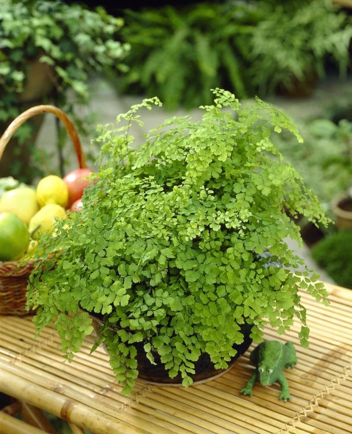 Growing Ferns in Shaded Gardens