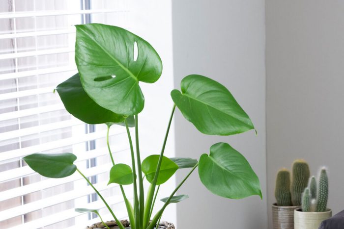 How To Care For Monstera Deliciosa