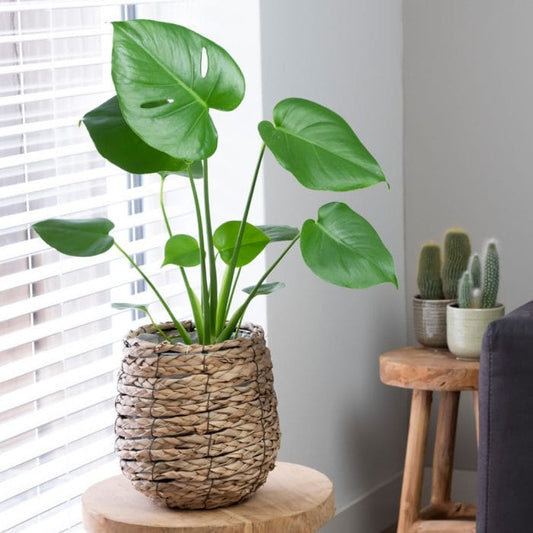 Guide to Indoor Cheese Plant Care