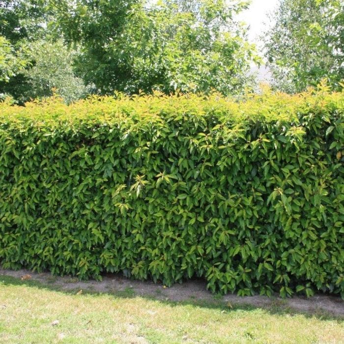 Portuguese Laurel Hedging – All You Need to Know