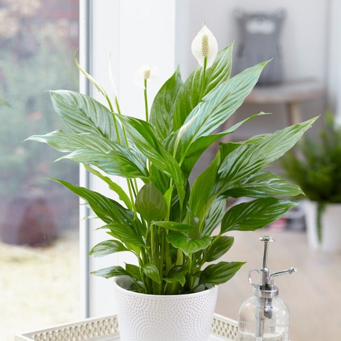 How to Keep Your Peace Lily Healthy