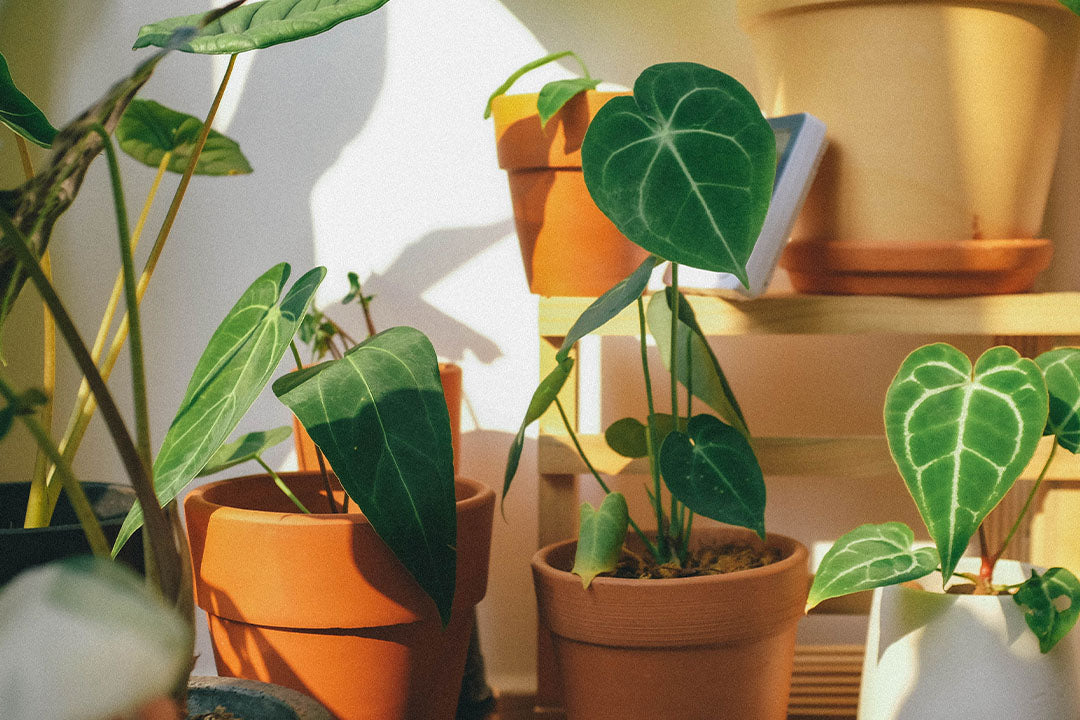 How To Care For Indoor Plants