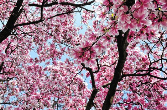 8 Tips for Buying and Growing a Magnolia Tree