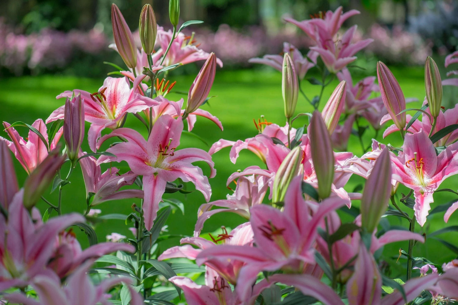 How To Plant Lily Bulbs