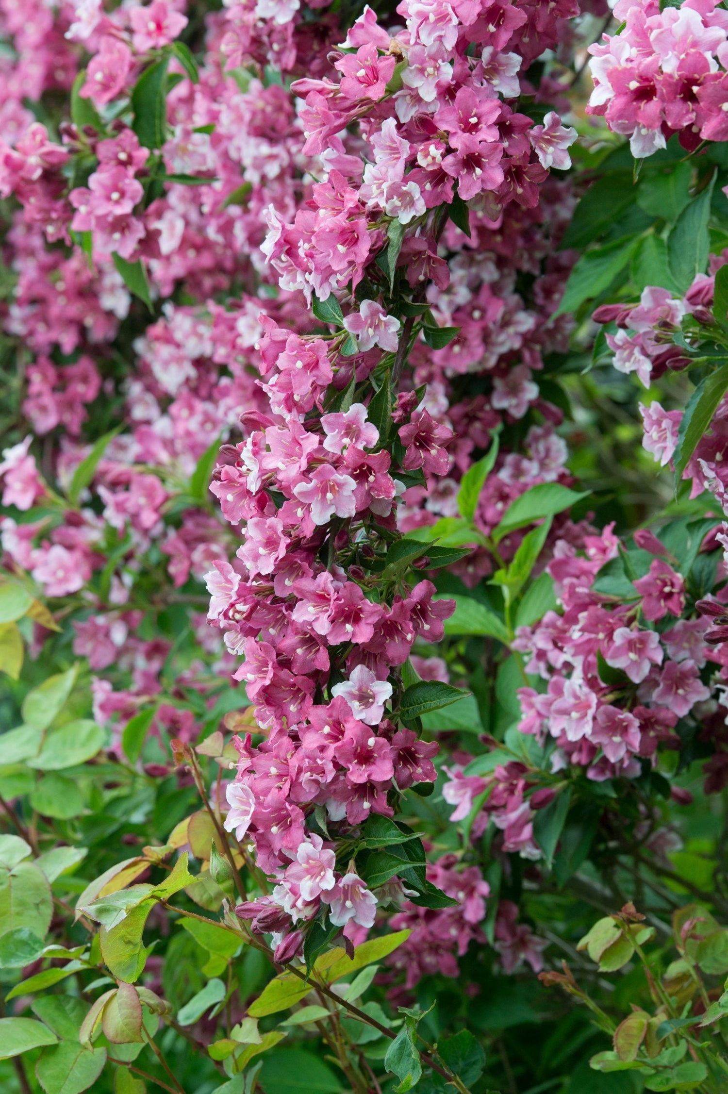 How To Tell If A Shrub Is Dying